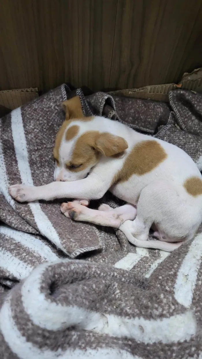 Cachorro ra a Srd idade 2 a 6 meses nome Tuca