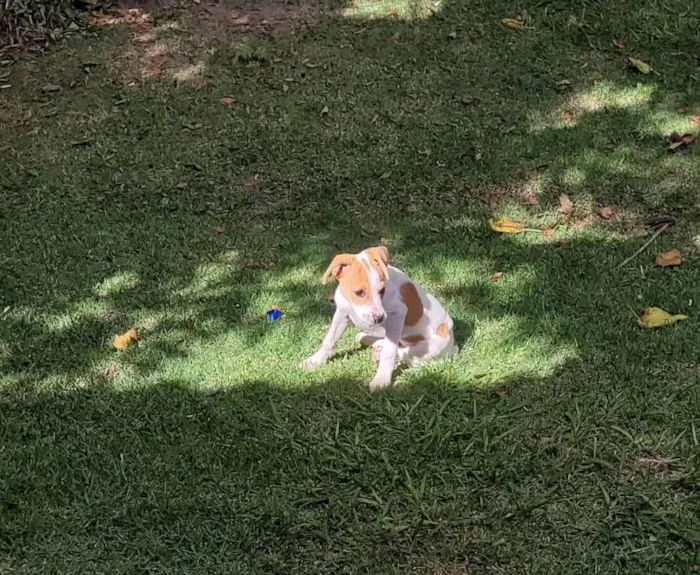 Cachorro ra a Srd idade 2 a 6 meses nome Tuca