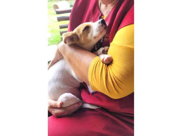 Cachorro ra a Srd idade 2 a 6 meses nome Tuca