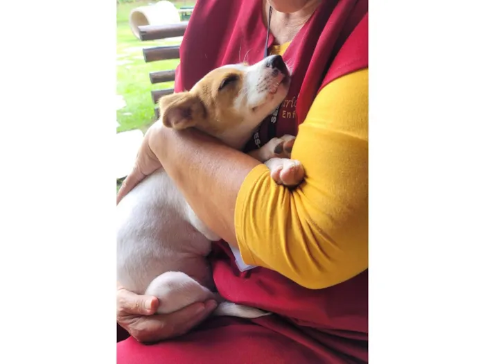 Cachorro ra a Srd idade 2 a 6 meses nome Tuca