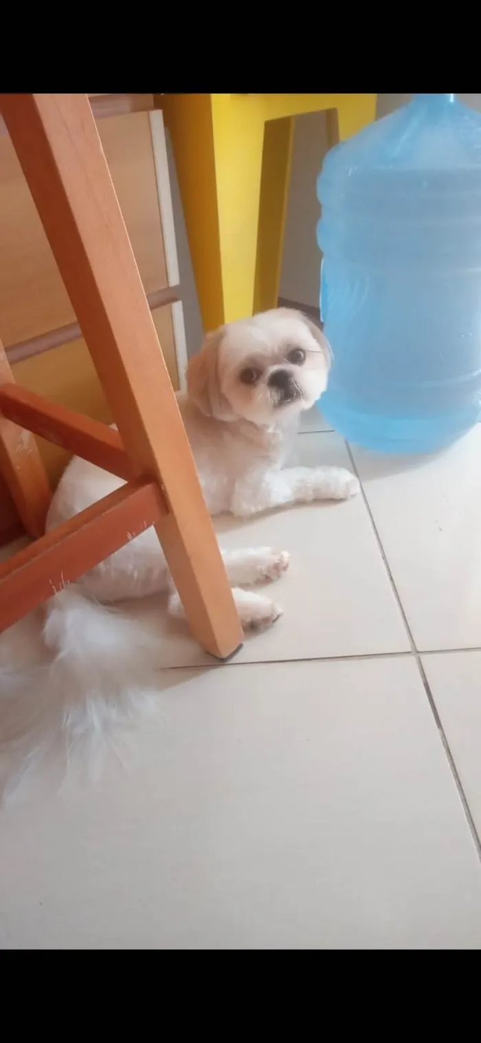 Cachorro ra a Shitzu idade 1 ano nome Jack