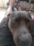 Laio