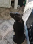 Laio
