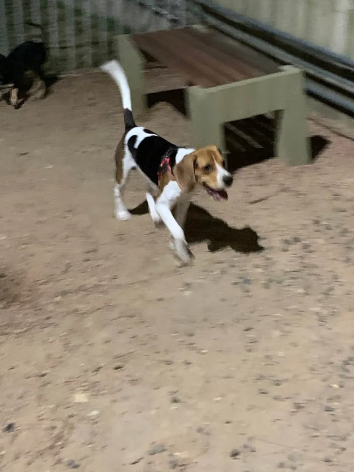 Cachorro ra a Beagle idade 7 a 11 meses nome Zeus e Thor