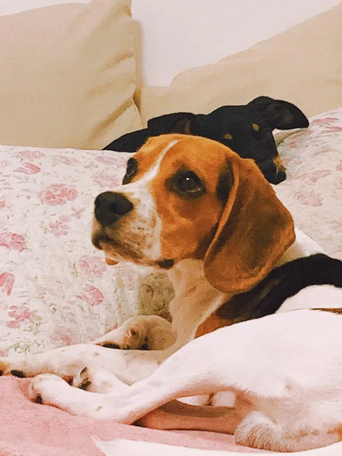 Cachorro ra a Beagle idade 7 a 11 meses nome Zeus e Thor