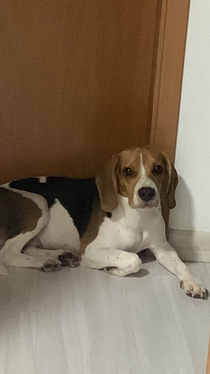 Cachorro ra a Beagle idade 7 a 11 meses nome Zeus e Thor