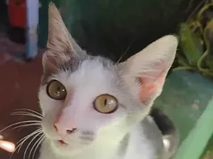 Gato raça SRD idade 2 a 6 meses nome Gatinhos sem nome 