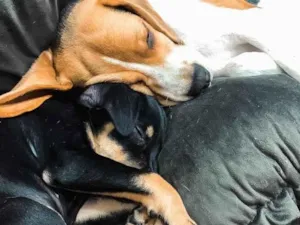 Cachorro raça Beagle idade 7 a 11 meses nome Zeus e Thor