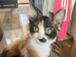 Gato raça SRD-ViraLata idade Abaixo de 2 meses nome NIELLA