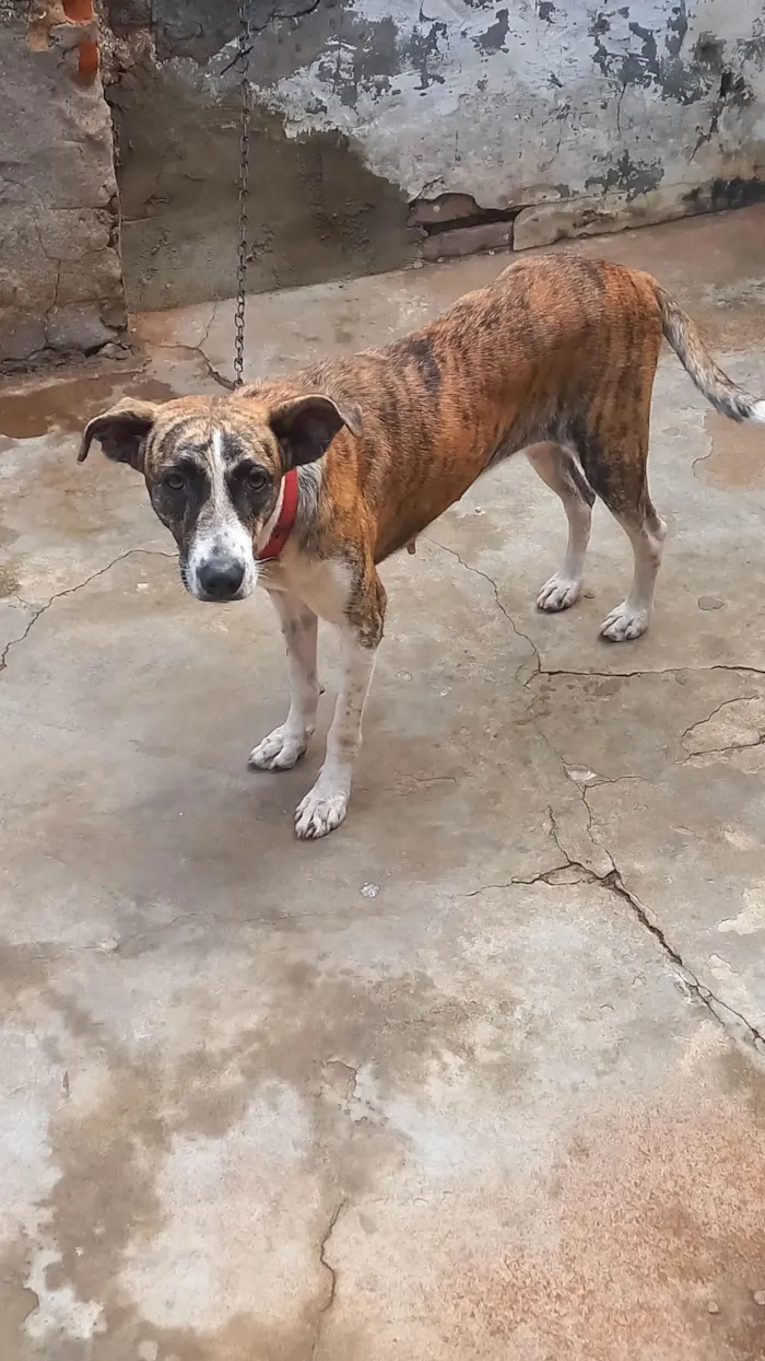 Cachorro ra a Labrador com mistiça idade 2 anos nome Mayra