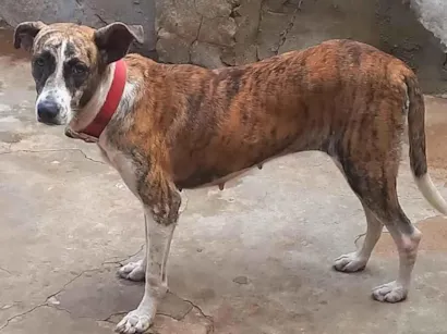 Cachorro raça Labrador com mistiça idade 2 anos nome Mayra