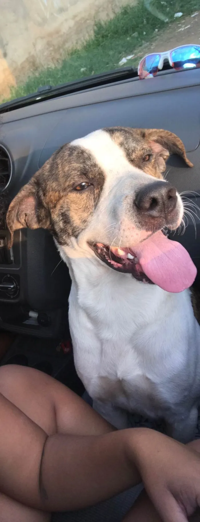 Cachorro raça SRD-ViraLata idade 2 anos nome Simba 