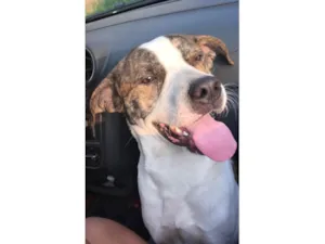 Cachorro raça SRD-ViraLata idade 2 anos nome Simba 