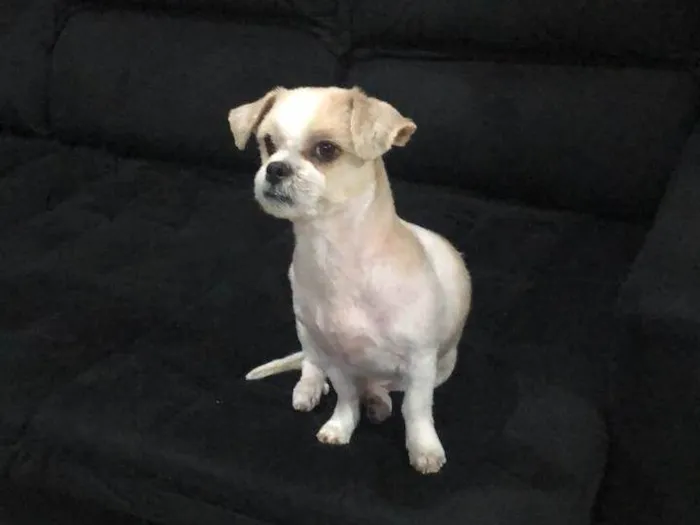 Cachorro ra a Lhasa Apso idade 6 ou mais anos nome Sushi