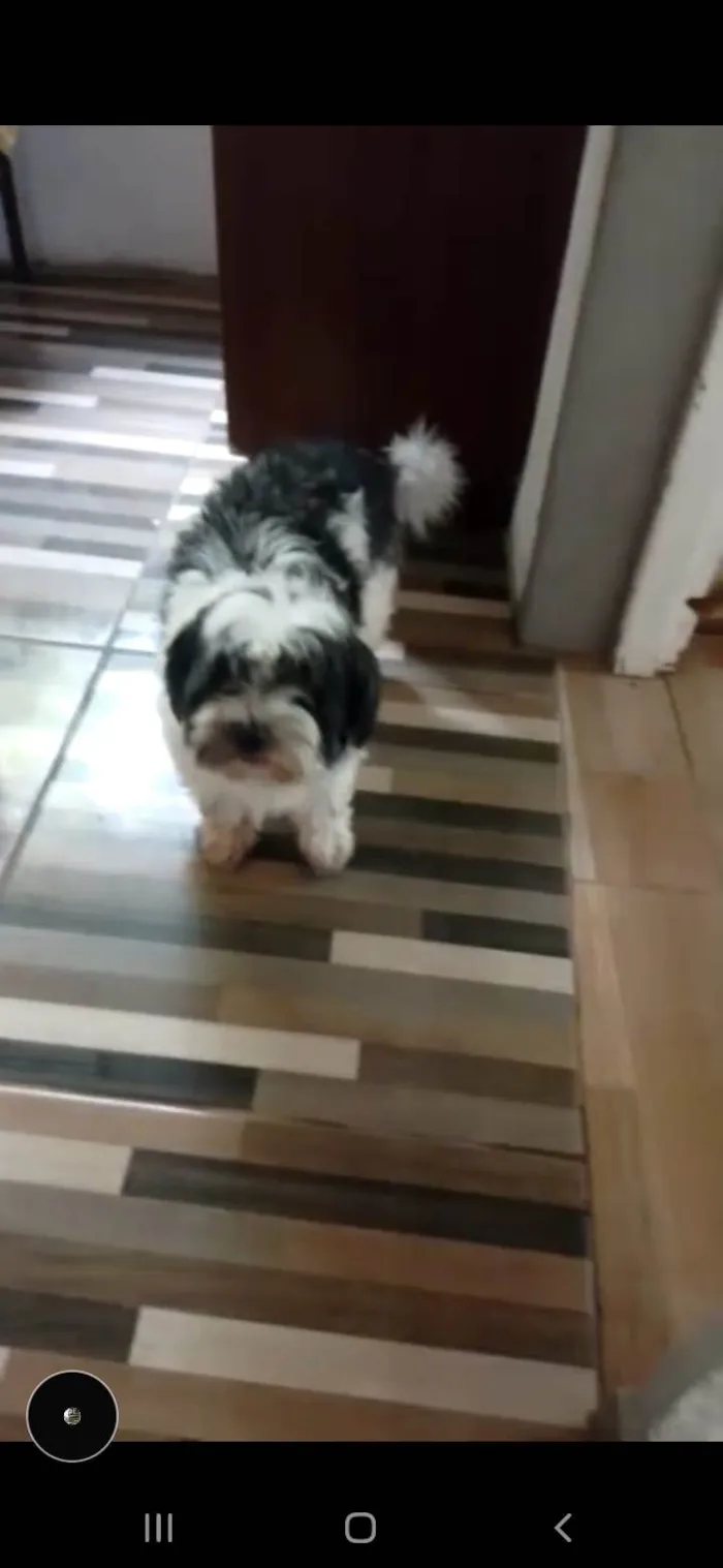 Cachorro ra a Lhasa Apso idade 7 a 11 meses nome Harper
