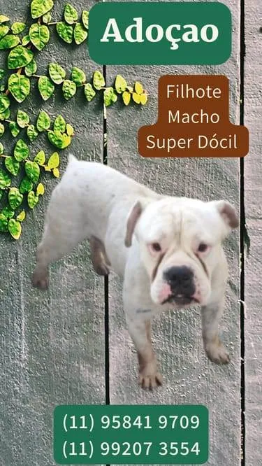 Cachorro ra a Boxer idade 2 a 6 meses nome Merlin