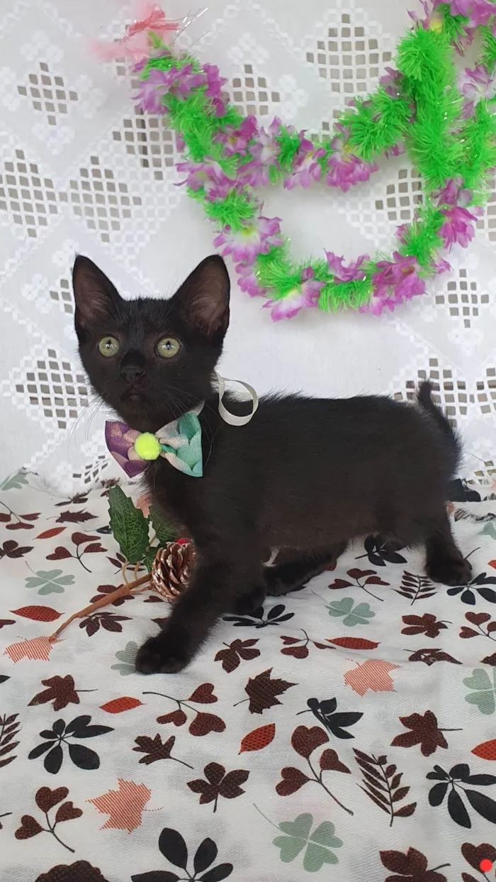 Gato ra a SRD-ViraLata idade Abaixo de 2 meses nome FRIDA