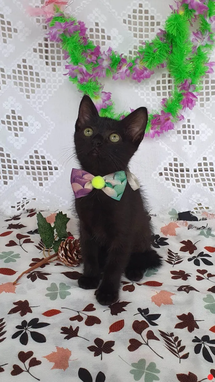 Gato ra a SRD-ViraLata idade Abaixo de 2 meses nome FRIDA