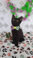 FRIDA