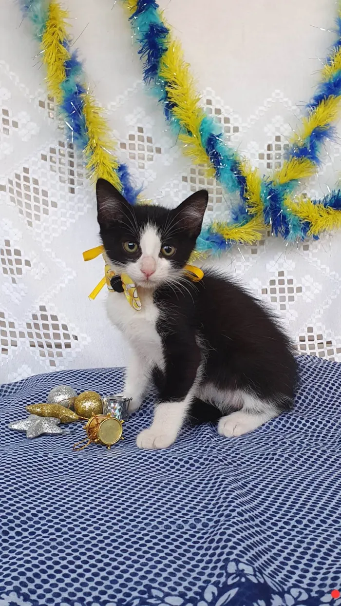 Gato ra a SRD-ViraLata idade Abaixo de 2 meses nome VAN GOGH 