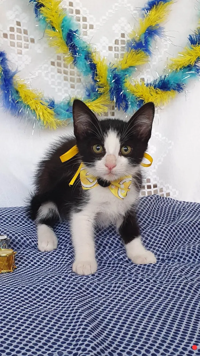 Gato ra a SRD-ViraLata idade Abaixo de 2 meses nome VAN GOGH 