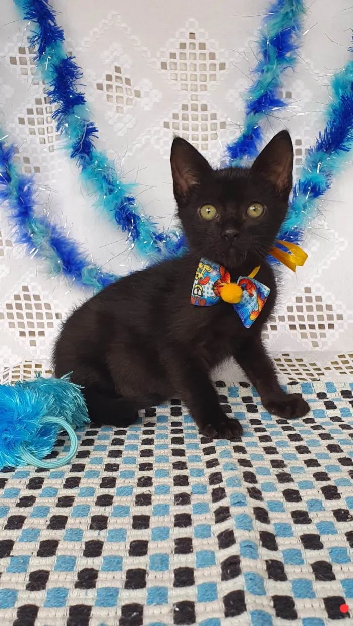 Gato ra a SRD-ViraLata idade Abaixo de 2 meses nome DA VINCI 