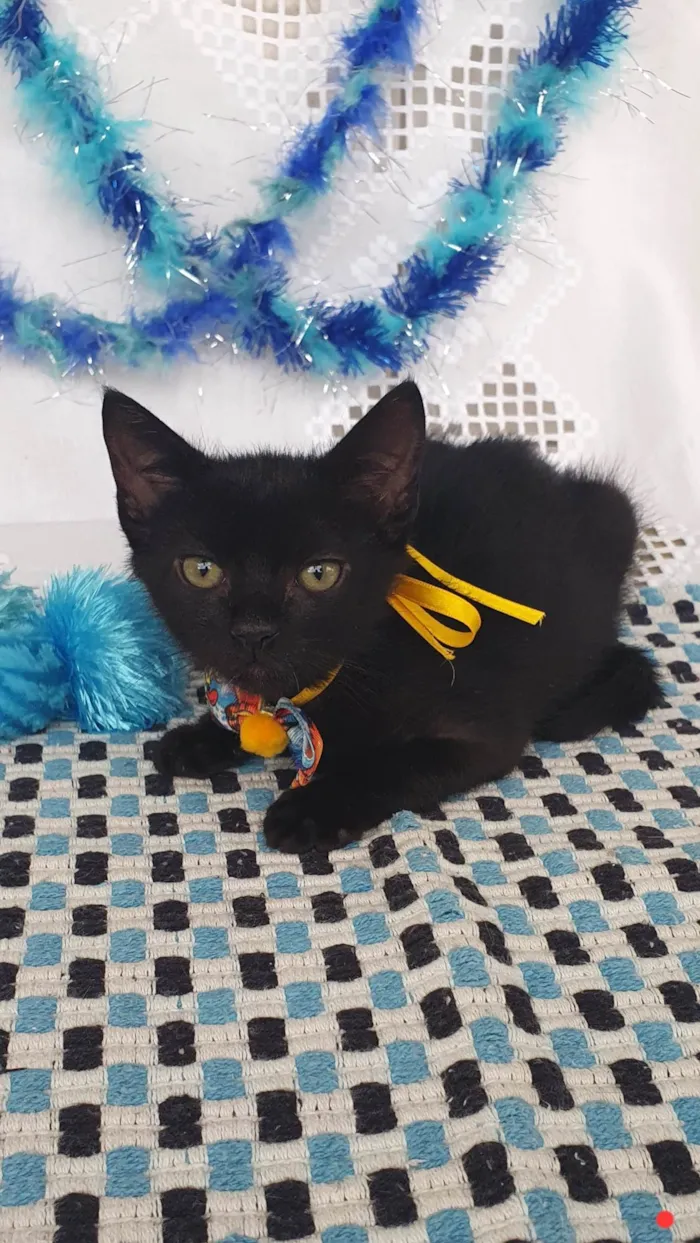 Gato ra a SRD-ViraLata idade Abaixo de 2 meses nome DA VINCI 