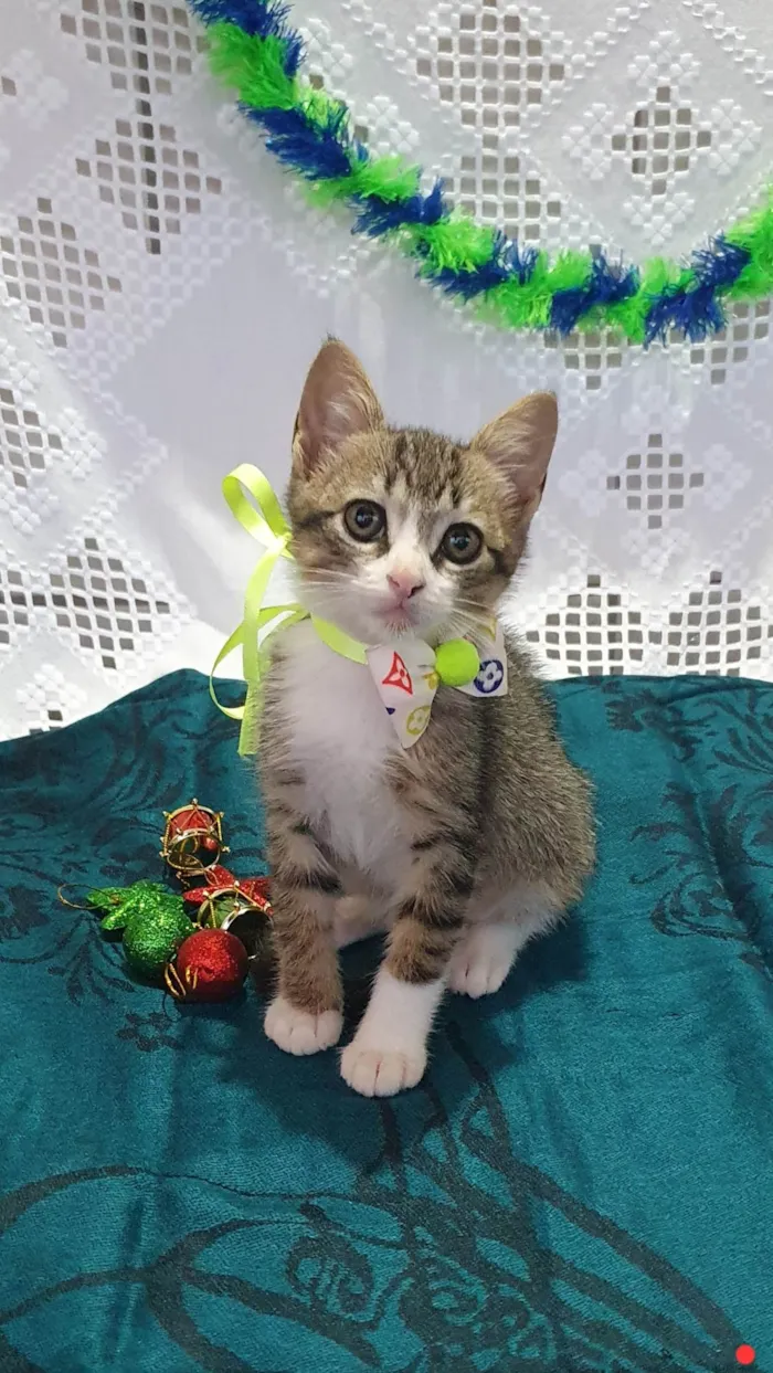 Gato ra a SRD-ViraLata idade Abaixo de 2 meses nome PICASSO 