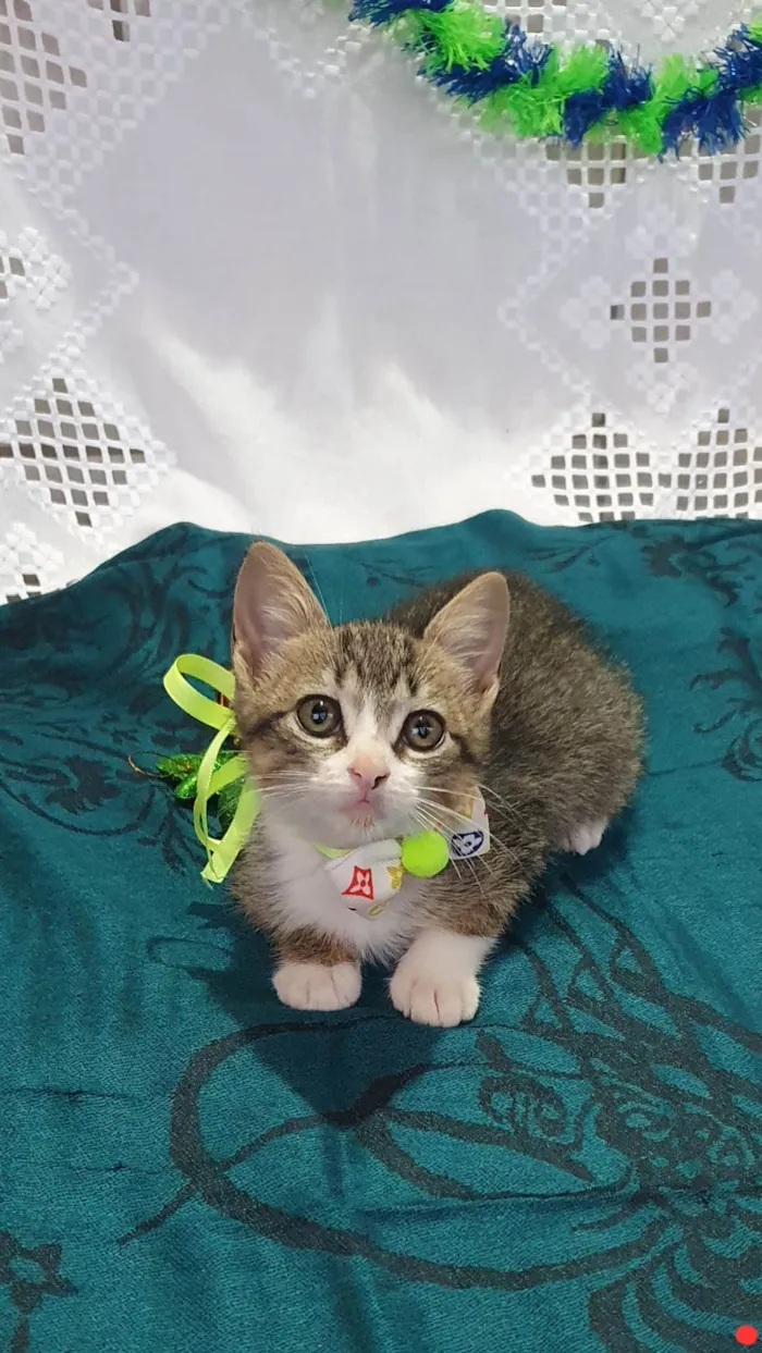 Gato ra a SRD-ViraLata idade Abaixo de 2 meses nome PICASSO 