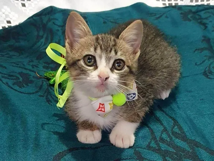 Gato ra a SRD-ViraLata idade Abaixo de 2 meses nome PICASSO 