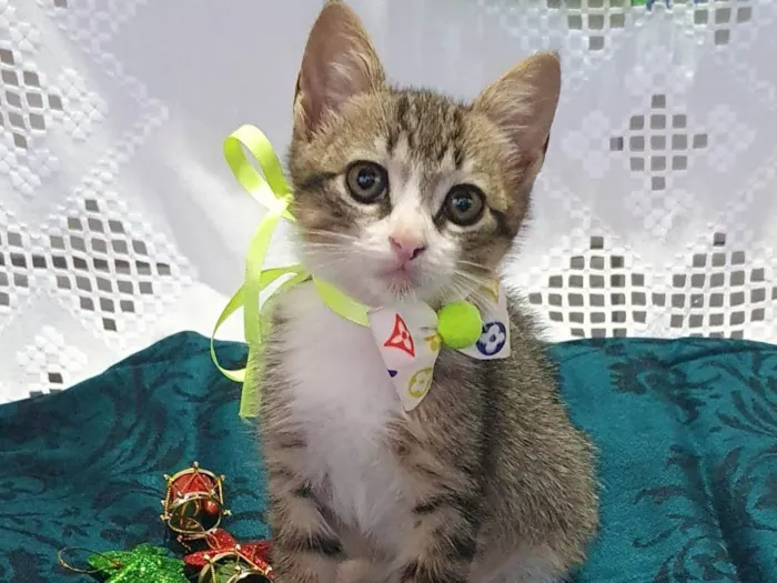 Gato ra a SRD-ViraLata idade Abaixo de 2 meses nome PICASSO 