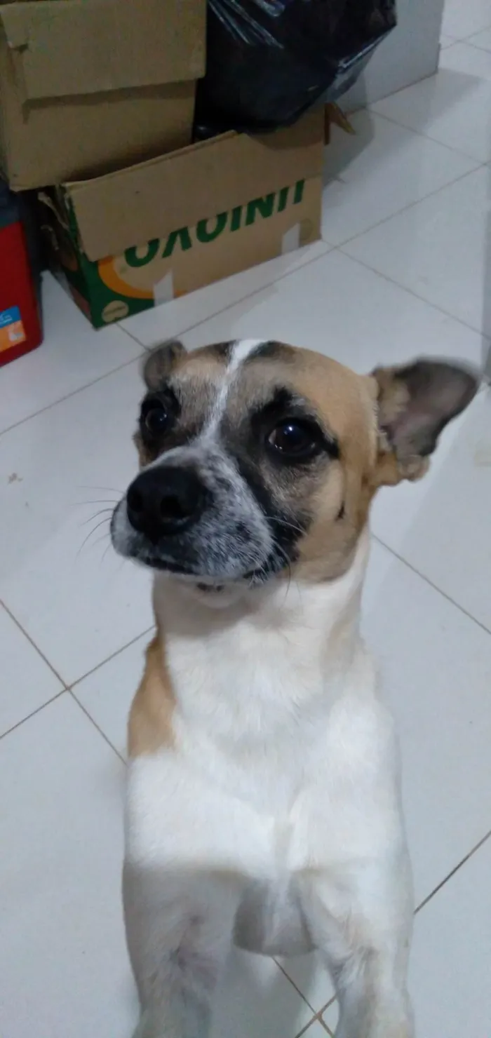 Cachorro ra a SRD-ViraLata idade 3 anos nome Ralf 