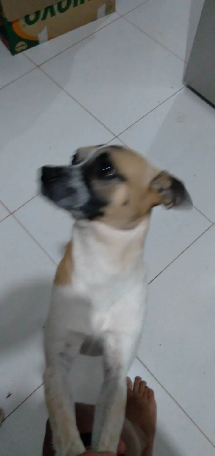 Cachorro ra a SRD-ViraLata idade 3 anos nome Ralf 