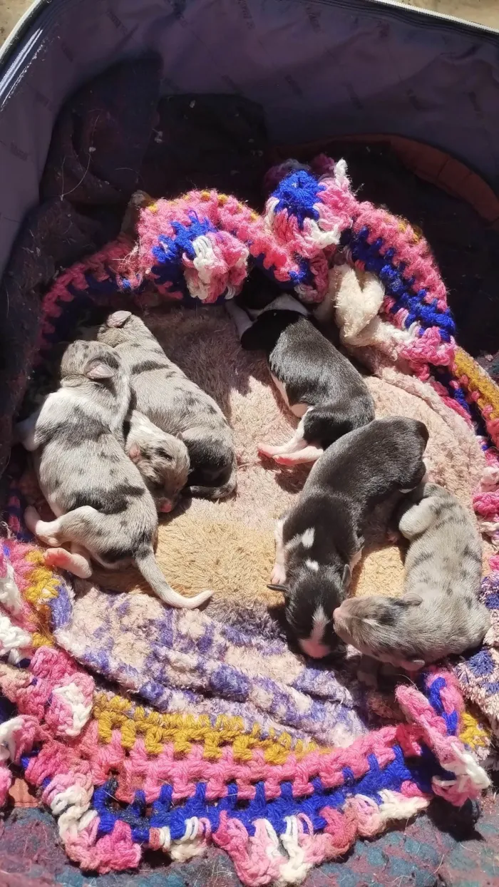 Cachorro raça Não sei a raça  idade Abaixo de 2 meses nome Milly 