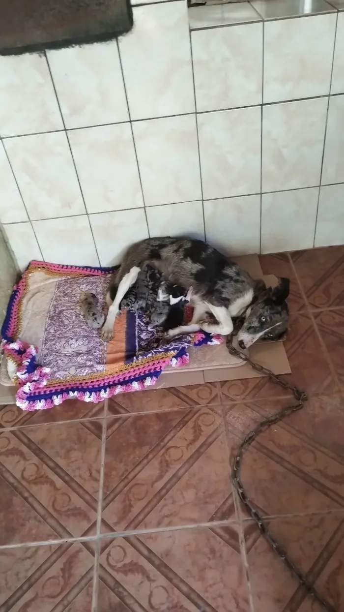 Cachorro raça Não sei a raça  idade Abaixo de 2 meses nome Milly 