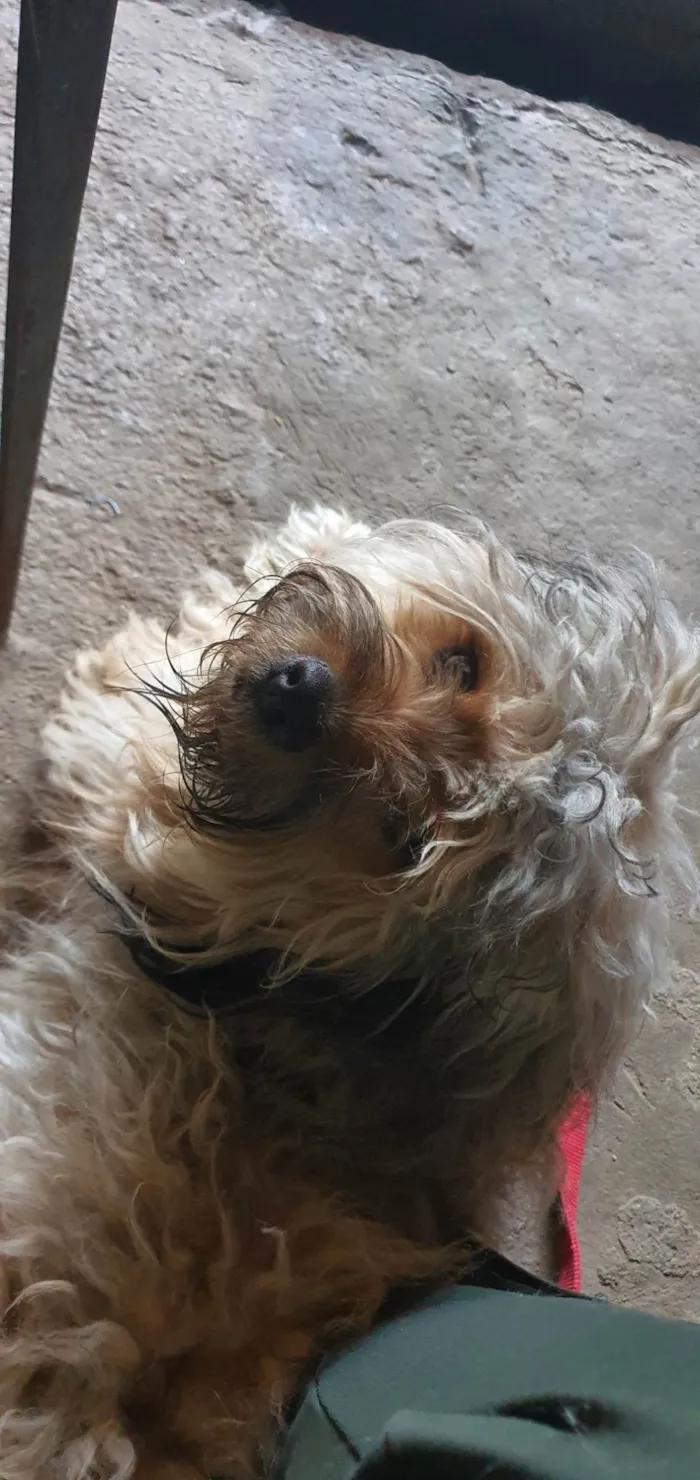 Cachorro raça SRD-ViraLata idade 2 anos nome Fred