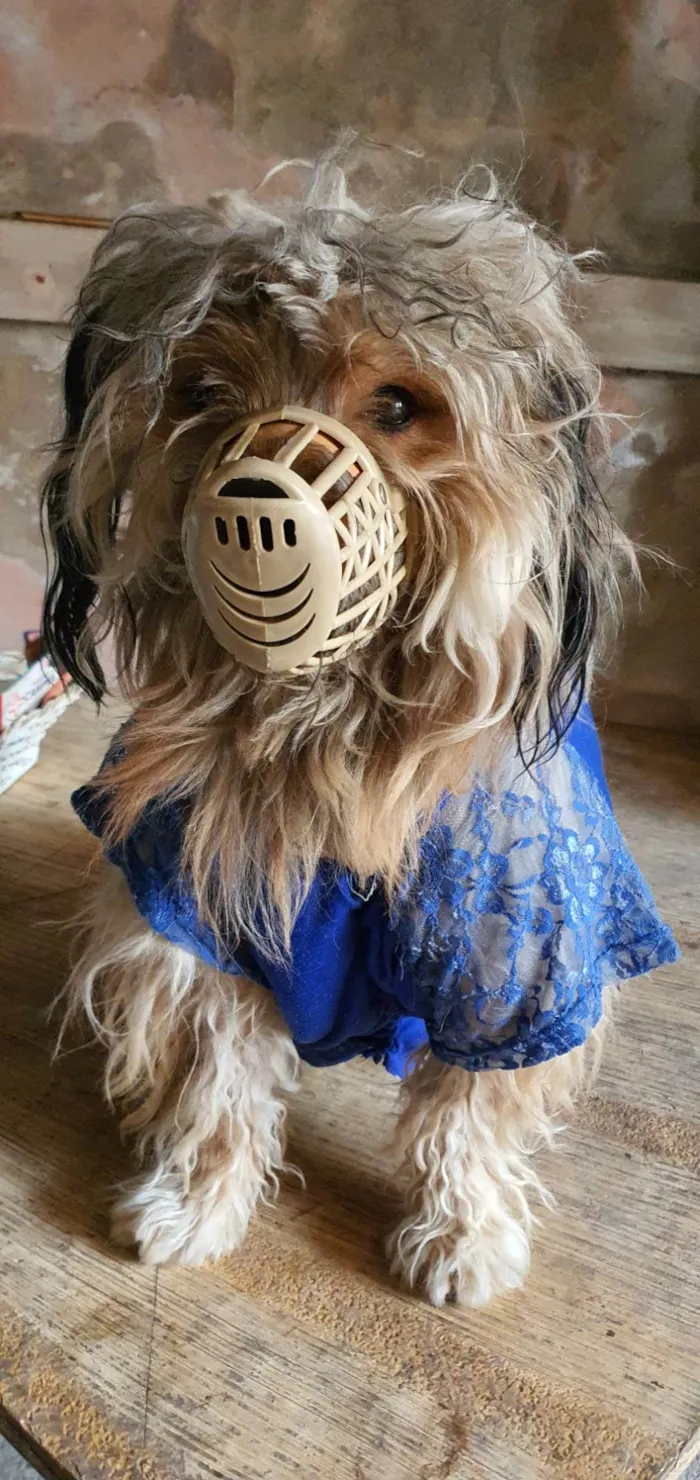 Cachorro raça SRD-ViraLata idade 2 anos nome Fred