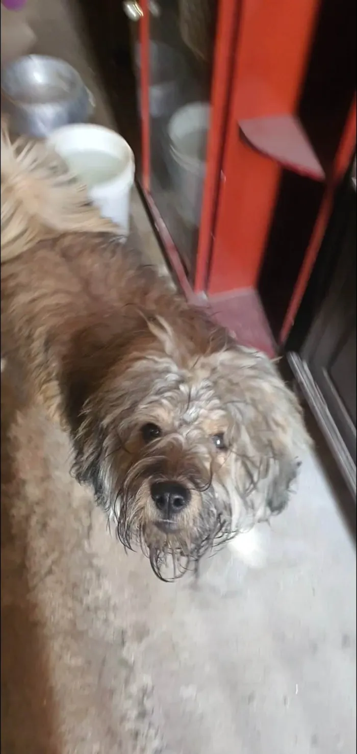Cachorro raça SRD-ViraLata idade 2 anos nome Fred