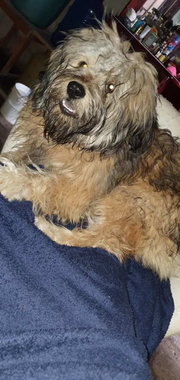 Cachorro raça SRD-ViraLata idade 2 anos nome Fred