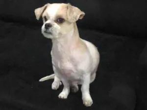 Cachorro raça Lhasa Apso idade 6 ou mais anos nome Sushi