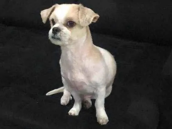 Cachorro ra a Lhasa Apso idade 6 ou mais anos nome Sushi