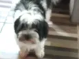 Harper