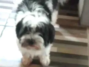 Cachorro raça Lhasa Apso idade 7 a 11 meses nome Harper