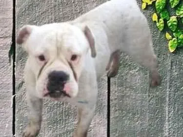 Cachorro ra a Boxer idade 2 a 6 meses nome Merlin