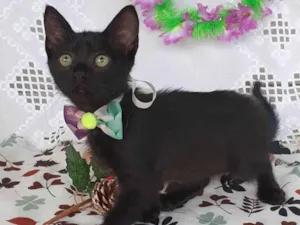 Gato raça SRD-ViraLata idade Abaixo de 2 meses nome FRIDA