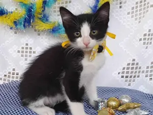 Gato raça SRD-ViraLata idade Abaixo de 2 meses nome VAN GOGH 