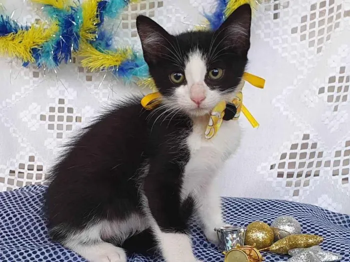 Gato ra a SRD-ViraLata idade Abaixo de 2 meses nome VAN GOGH 