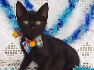 Gato raça SRD-ViraLata idade Abaixo de 2 meses nome DA VINCI 