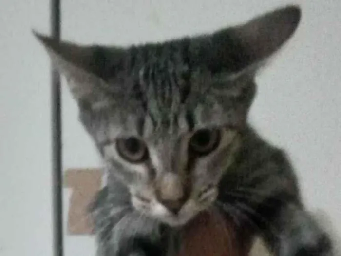 Gato ra a Sem raça idade 2 a 6 meses nome Mulan