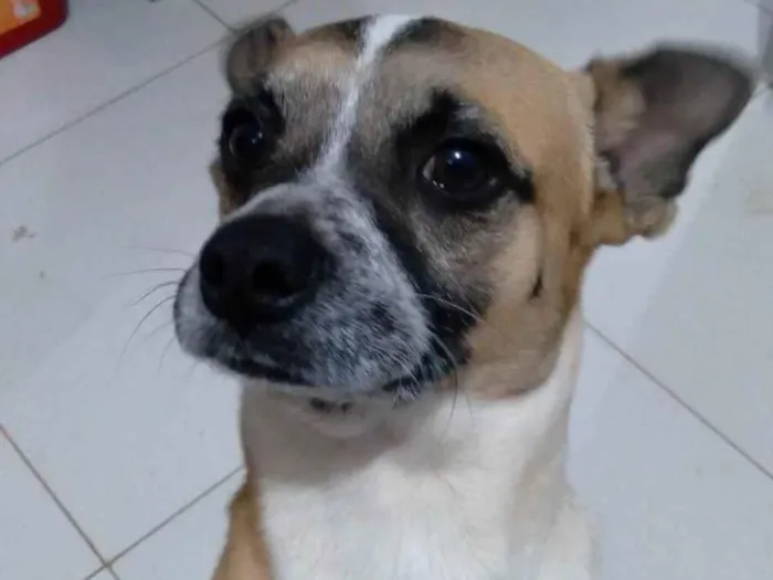 Cachorro ra a SRD-ViraLata idade 3 anos nome Ralf 